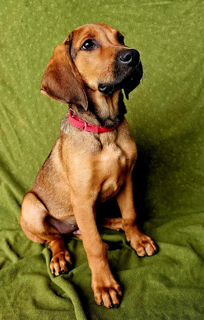 Puppy Gunner thumbnail 3