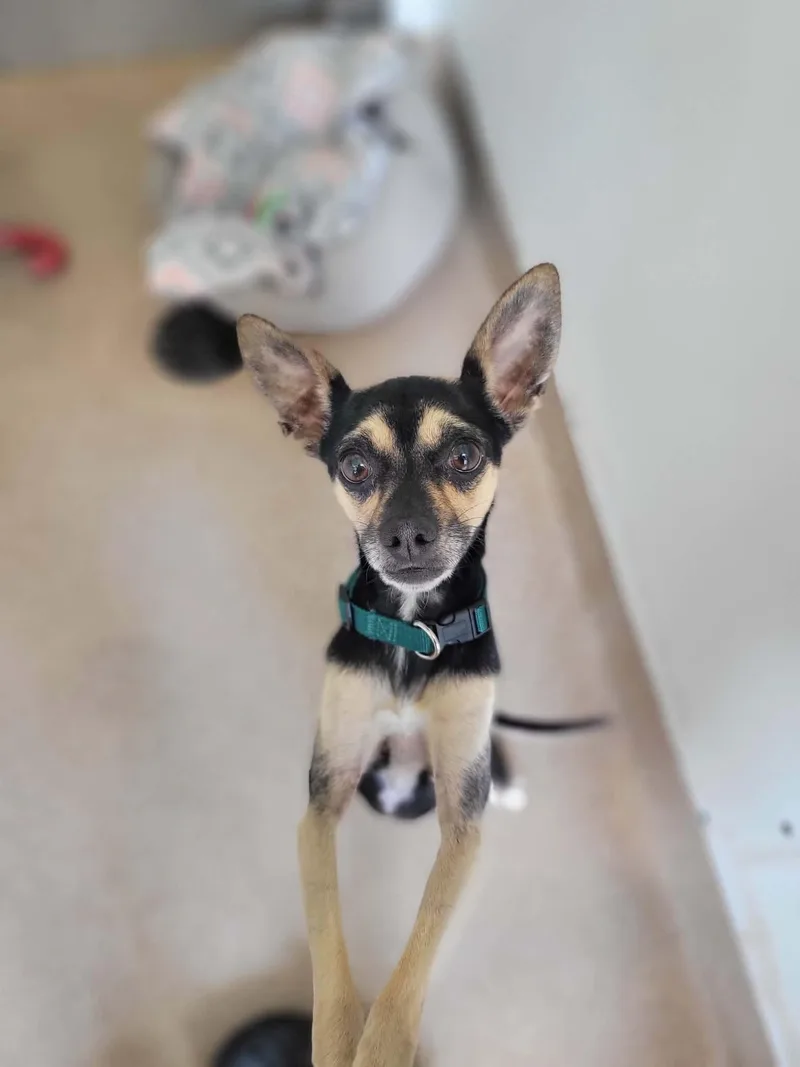 An adult small-sized male Chihuahua dog named Milo for adoption in Chambersburg, PA