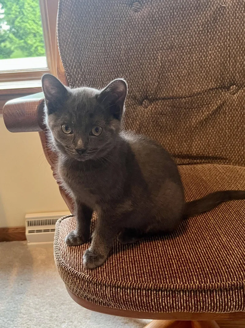A baby medium-sized female Gray / Blue / Silver Domestic Short Hair cat named Ashmere for adoption in Walled Lake, MI