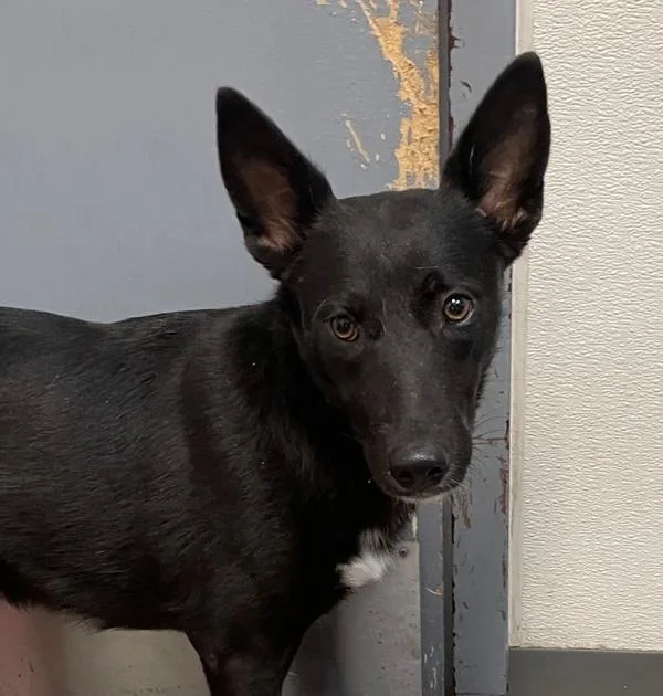 An adult medium-sized female German Shepherd Dog dog named Moira for adoption in San Diego, CA