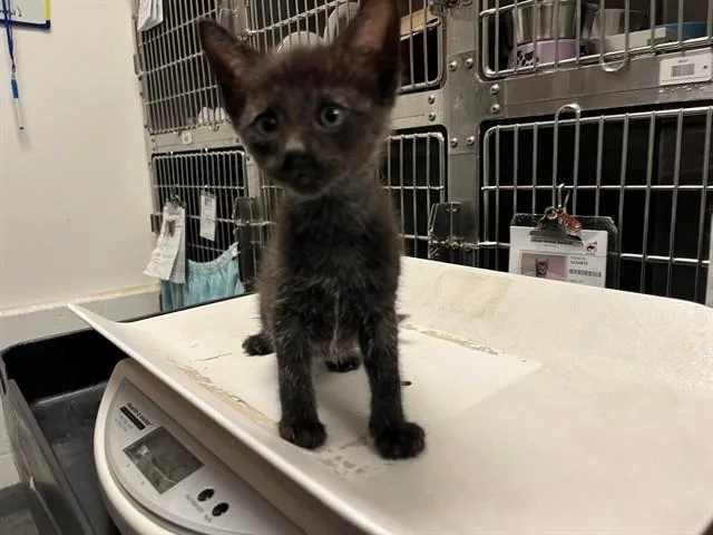 A baby small-sized male Domestic Short Hair cat named Goose for adoption in Antioch, CA