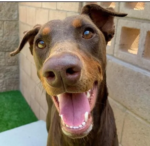 A young medium-sized female Merle (Red) Doberman Pinscher dog named Please Save Me  for adoption in San Marcos, CA