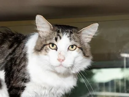 An adult medium-sized male Domestic Medium Hair cat named Goose for adoption in Longmont, CO