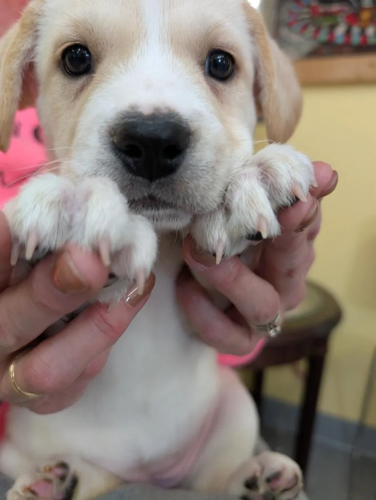 A baby small-sized female German Shepherd Dog dog named Chancey for adoption in Syracuse, IN