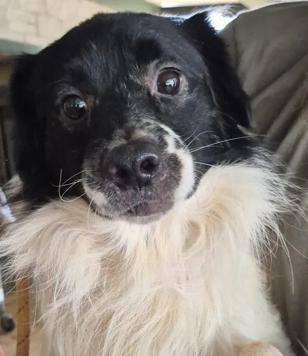 An adult medium-sized male Australian Shepherd dog named Cb Apple Cider for adoption in Lawrenceville, GA