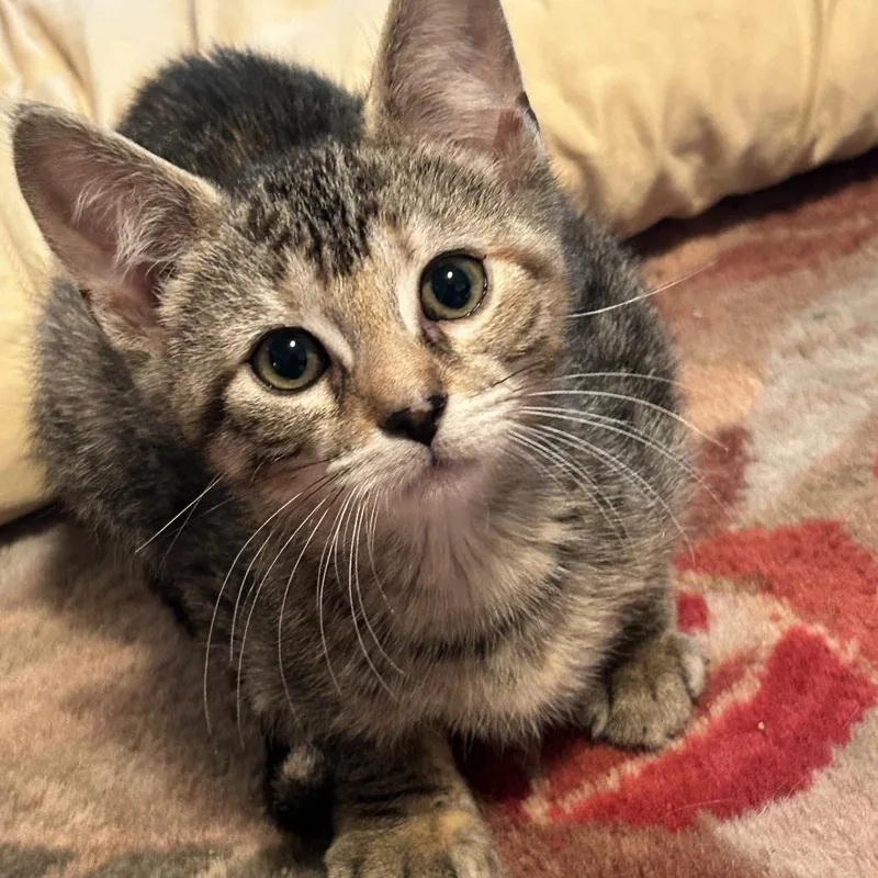 A baby small-sized female Brown / Chocolate Domestic Short Hair cat named Dahlia for adoption in Skokie, IL