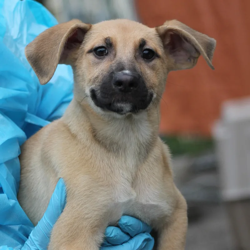 A baby medium-sized male Yellow / Tan / Blond / Fawn German Shepherd Dog dog named Phenix for adoption in Lemont, IL