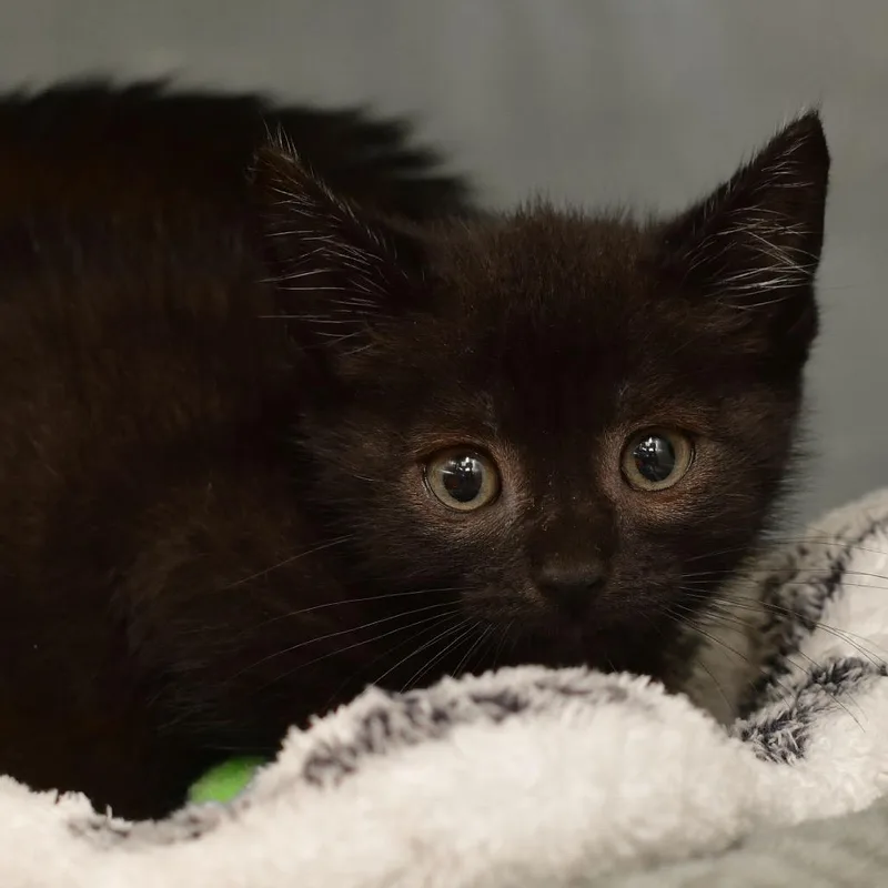 A baby small-sized female Black Domestic Short Hair cat named Lucky Charms for adoption in Ottawa, KS