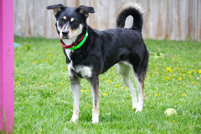 A young medium-sized female Bicolor German Shepherd Dog dog named Muffin for adoption in Hayward, WI