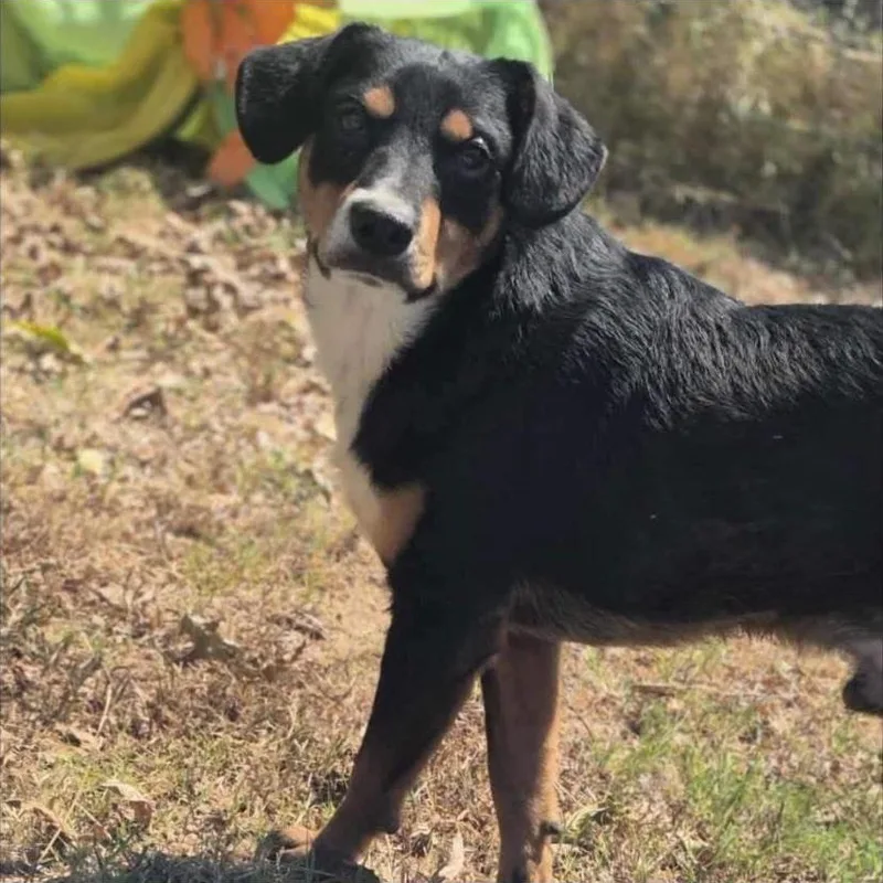 A young medium-sized male Rottweiler dog named Riley for adoption in Philadelphia, PA