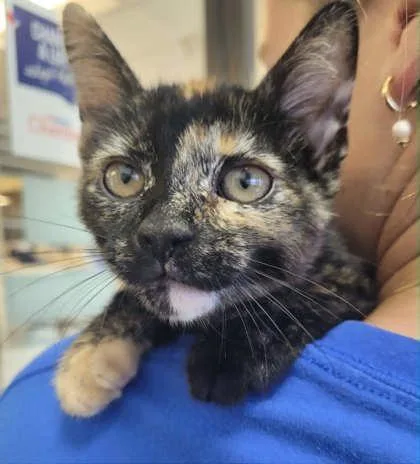 A young medium-sized female Tortoiseshell Domestic Short Hair cat named Bonbon for adoption in Edmond, OK