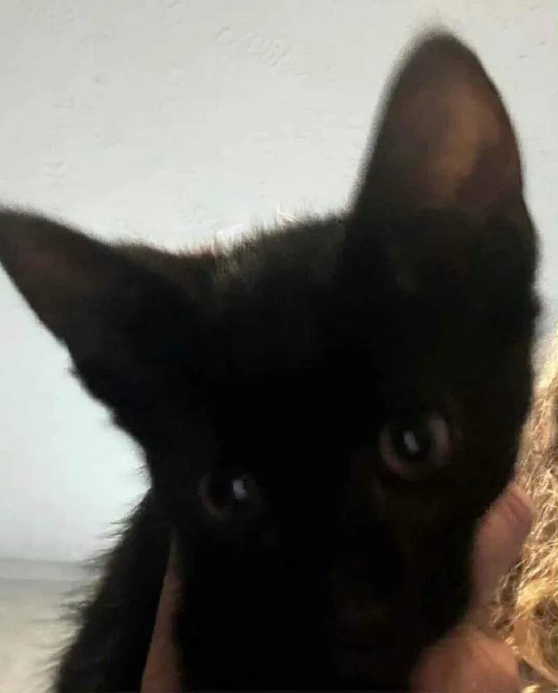 A baby small-sized male Domestic Short Hair cat named Logan for adoption in New York, NY