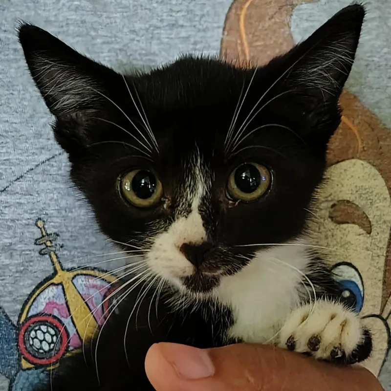 A baby small-sized female Black Domestic Short Hair cat named Sabal for adoption in Titusville, FL