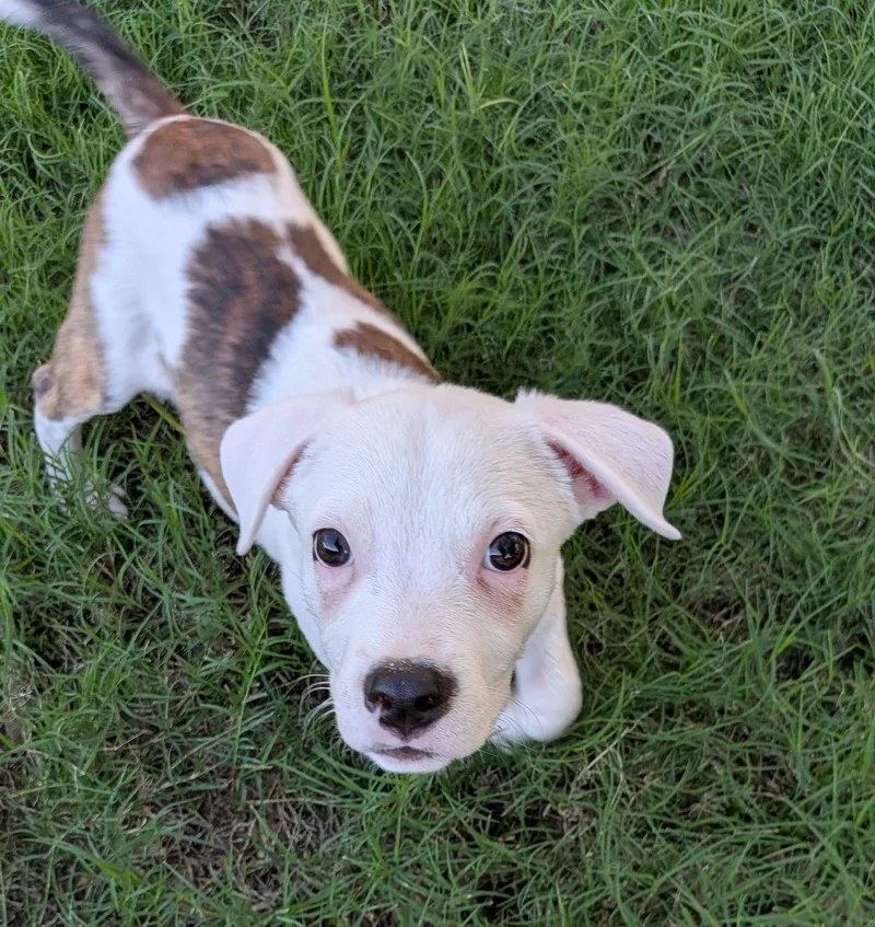 A young large-sized male Pit Bull Terrier dog named Squishy Dumpling for adoption in Phoenix, AZ