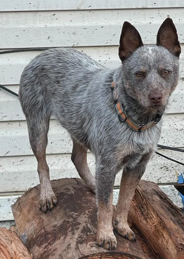 A young small-sized male Brown / Chocolate Australian Cattle Dog / Blue Heeler dog named Wyatt for adoption in Colville , WA