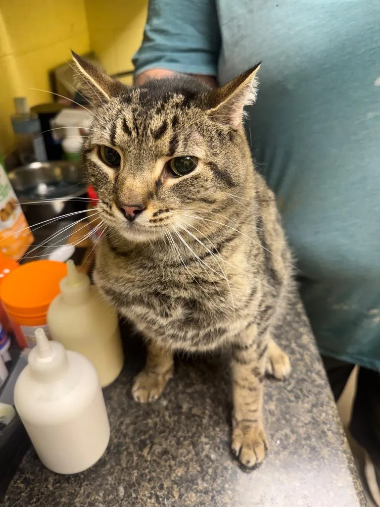 A senior small-sized male Domestic Short Hair cat named Speedy for adoption in Crossville, TN