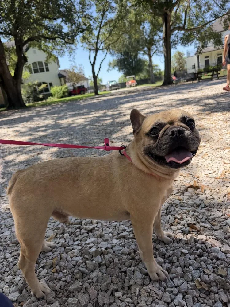 An adult small-sized male French Bulldog dog named Lunchbox for adoption in Richmond, TX