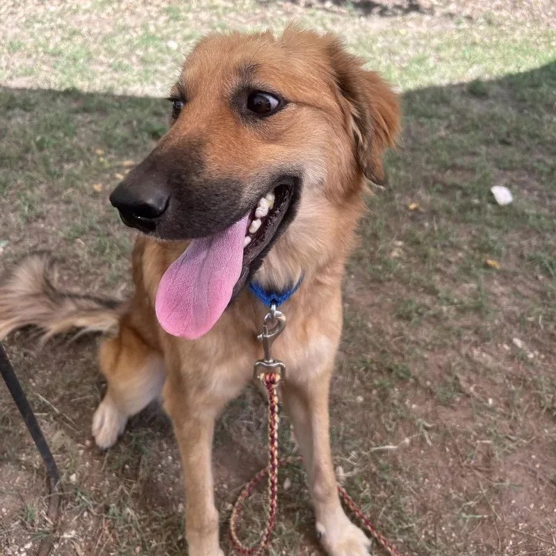 An adult medium-sized female Yellow / Tan / Blond / Fawn Mixed Breed dog named Eastwick for adoption in Austin, TX