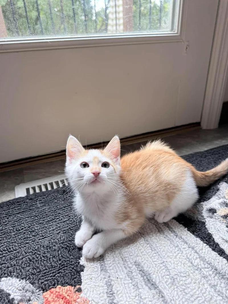 A baby medium-sized male Domestic Short Hair cat named Mushroom for adoption in Saint Charles, MO