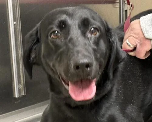 An adult medium-sized female Black Labrador Retriever dog named Harleyb for adoption in Killingworth, CT