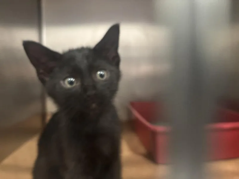 A baby small-sized male Domestic Short Hair cat named Lance for adoption in Cartersville , GA