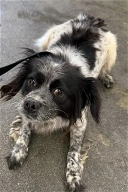 A young small-sized female Chihuahua dog named Beatrice for adoption in San Bernardino, CA