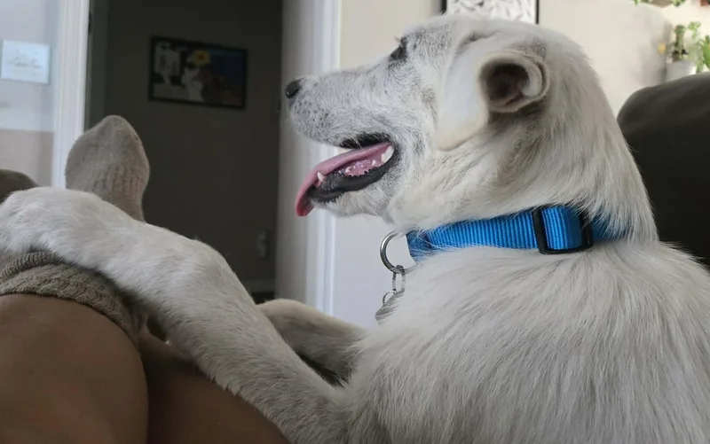 A baby large-sized male White / Cream Great Pyrenees dog named Tirzah for adoption in Kiowa, OK