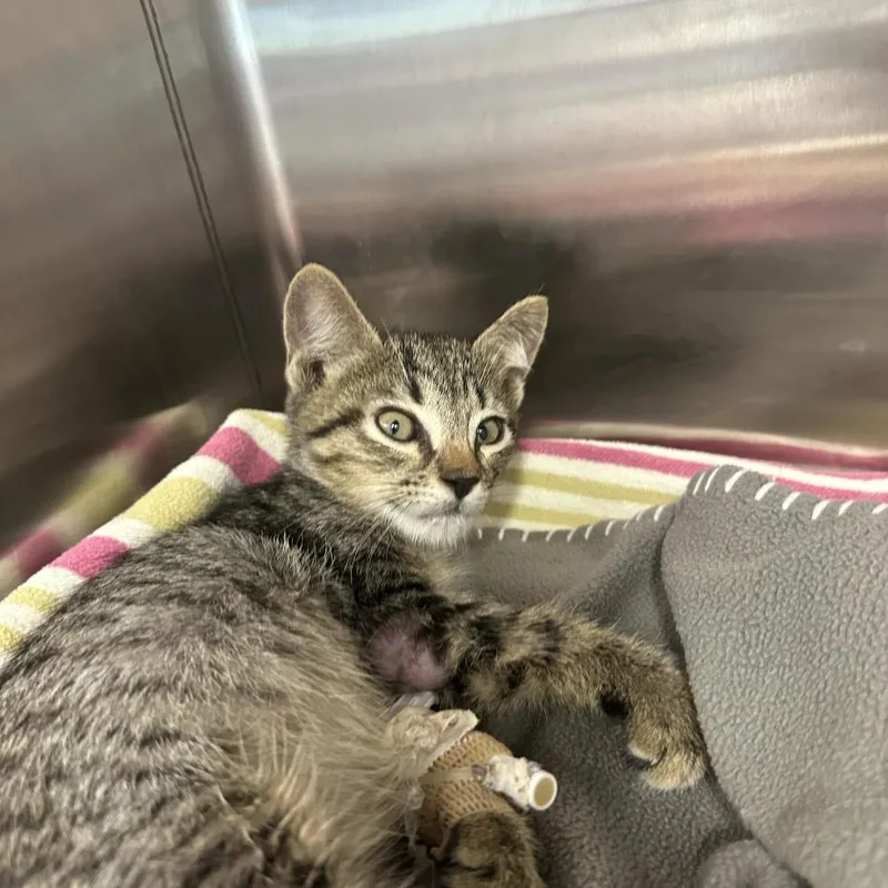 A baby small-sized male Domestic Short Hair cat named Huckleberry Finn for adoption in Austin, TX