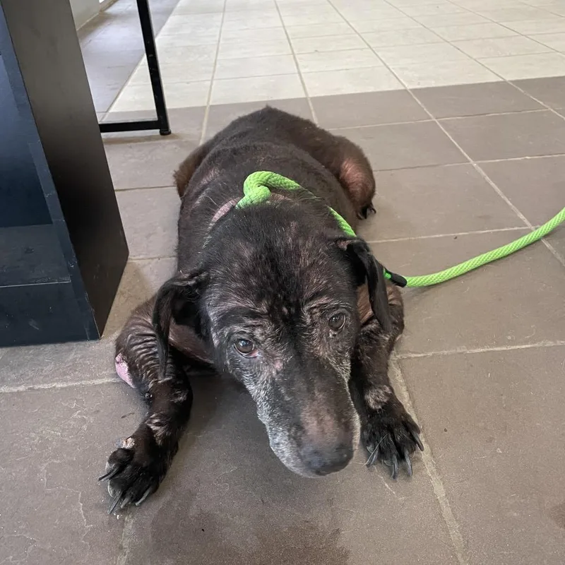 A senior large-sized female Black Mixed Breed dog named StraythAvenue for adoption in Columbus, GA