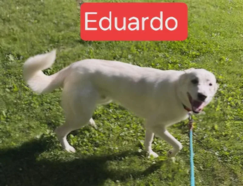 Edwardo thumbnail 2