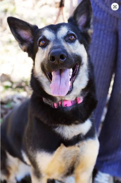 A young large-sized male Tricolor (Brown, Black, & White) German Shepherd Dog dog named Bandit for adoption in Spring, TX