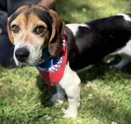 An adult small-sized male Beagle dog named Johnny Bravo for adoption in Midland, VA