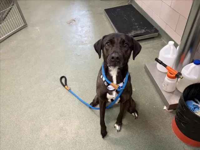 An adult large-sized female Mixed Breed dog named Nova for adoption in Santa Fe, NM