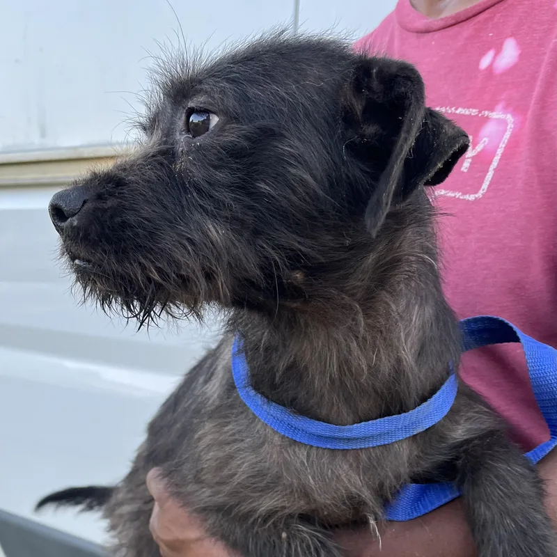 Tuscaloosa  Local April thumbnail 2