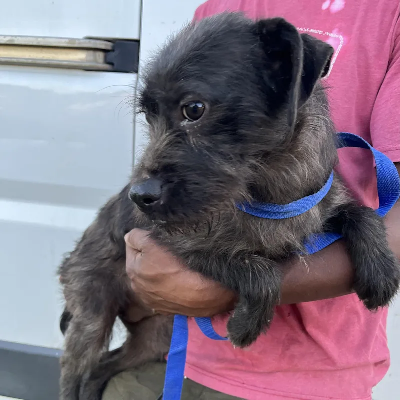 Tuscaloosa  Local April thumbnail 3