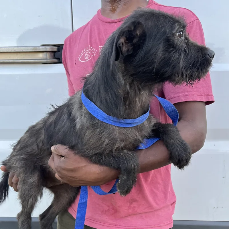 Tuscaloosa  Local April thumbnail 4