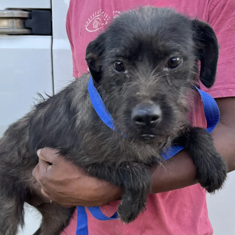 Tuscaloosa  Local April thumbnail 5