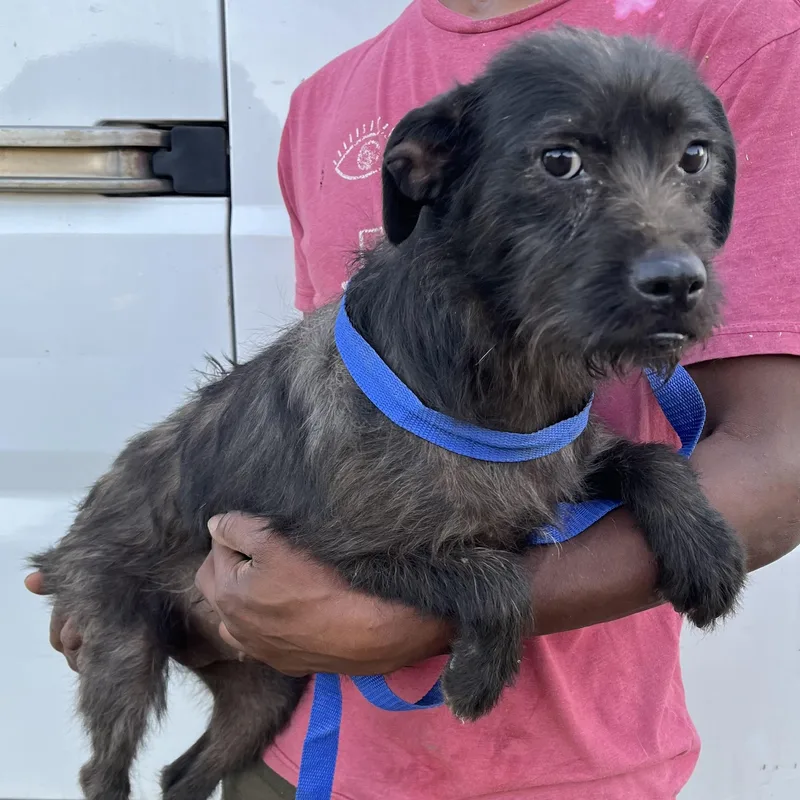 Tuscaloosa  Local April