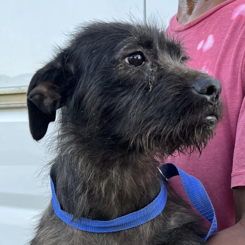 Tuscaloosa  Local April thumbnail 6