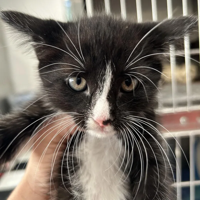 A baby small-sized male Black Domestic Short Hair cat named Calicifer for adoption in Leander, TX