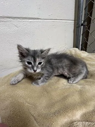 A baby small-sized female Domestic Short Hair cat named Lily for adoption in Gainesville, FL