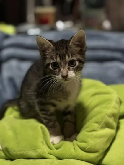 Lily thumbnail 2