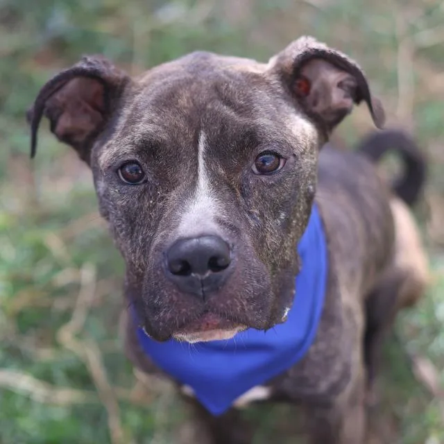 An adult medium-sized female American Staffordshire Terrier dog named Ginny for adoption in San Antonio, TX
