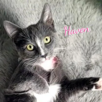 A baby medium-sized female Gray & White Tuxedo cat named Haven usedtirecrew for adoption in Houston, TX