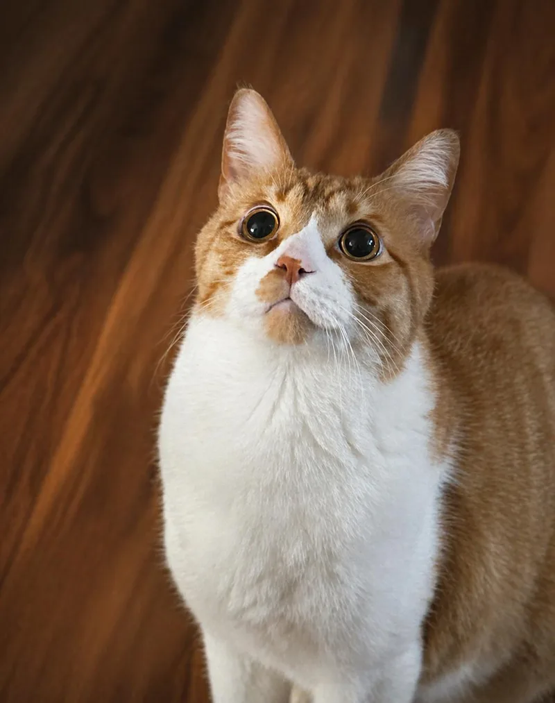 An adult medium-sized male Domestic Short Hair cat named Frank Sinatra for adoption in North Chesterfield, VA
