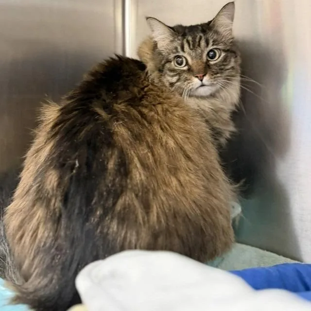 A senior extra large-sized female Brown / Chocolate Domestic Long Hair cat named Missy for adoption in Bullhead City, AZ