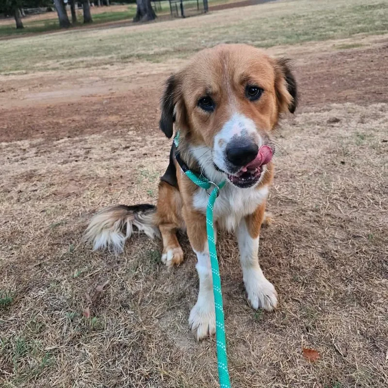 An adult large-sized male Yellow / Tan / Blond / Fawn Saint Bernard dog named Wilbur for adoption in Wadena, MN