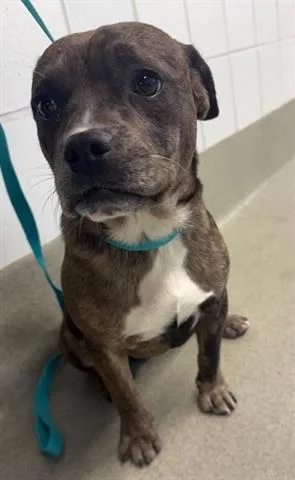 A young small-sized male Terrier dog named Joshua for adoption in San Martin, CA