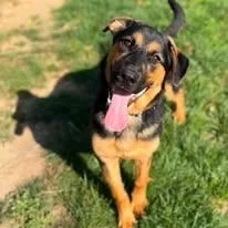 A young medium-sized male Bicolor Shepherd dog named Beasley for adoption in Fredericksburg, VA