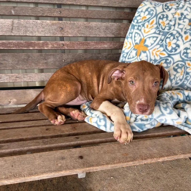 A baby small-sized male Brown / Chocolate Mixed Breed dog named Leon for adoption in Buffalo, MN
